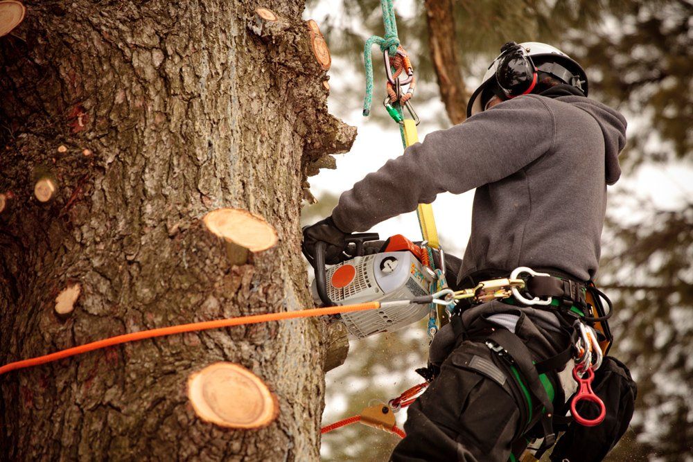 Arborist Cutting Branches — Tampa, FL — J & M Lawn Service and More LLC