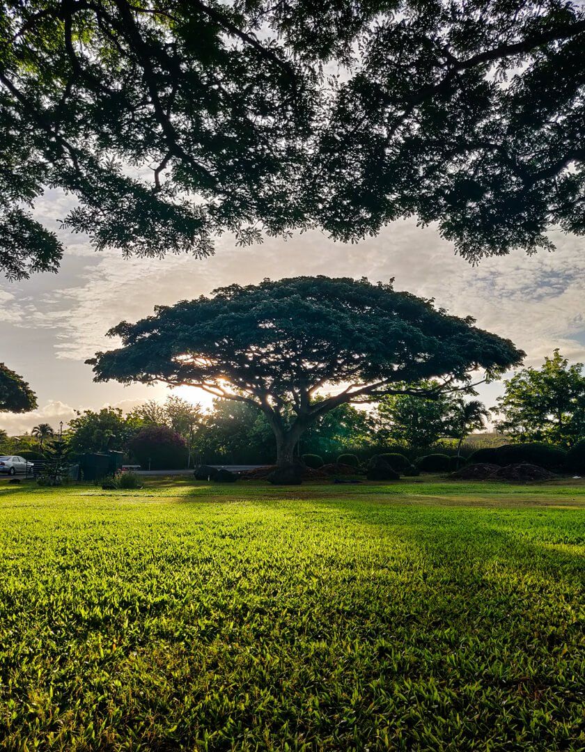 A large, flat-topped tree stands in a sunny grassy field at sunset, framed by dark overhanging branches above.