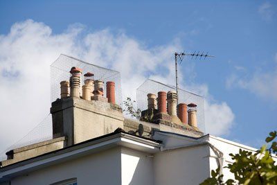Bird nest removals