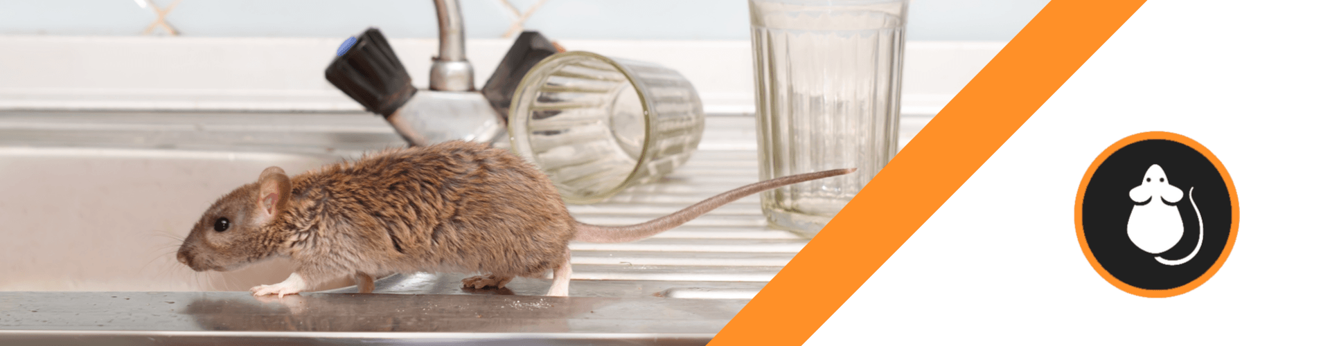 Rodents Columbus Ohio Rodent Treatment Columbus Ohio
