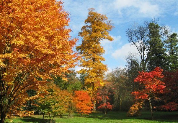 Westonbirt Arboretum