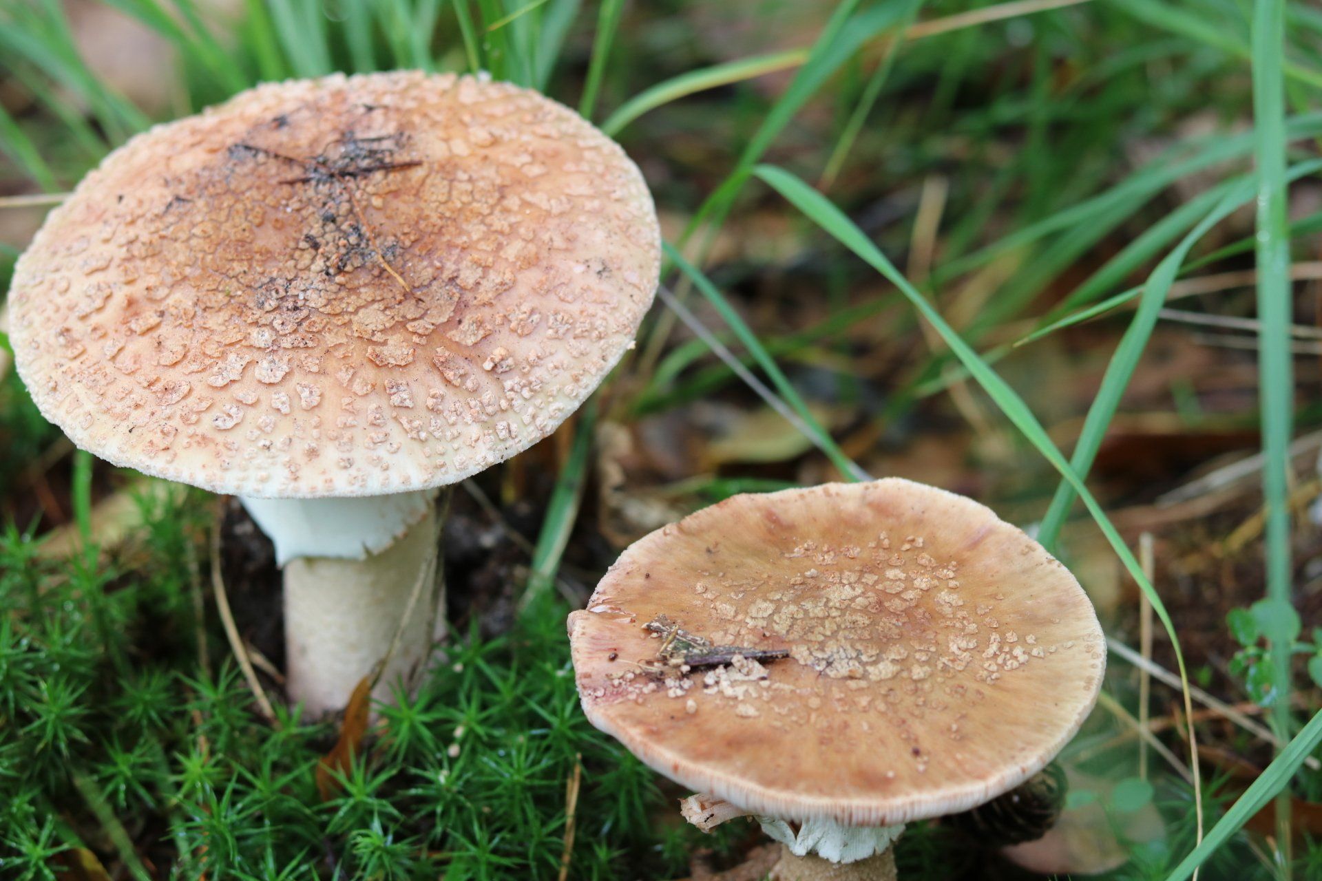 Twee paddenstoelen.