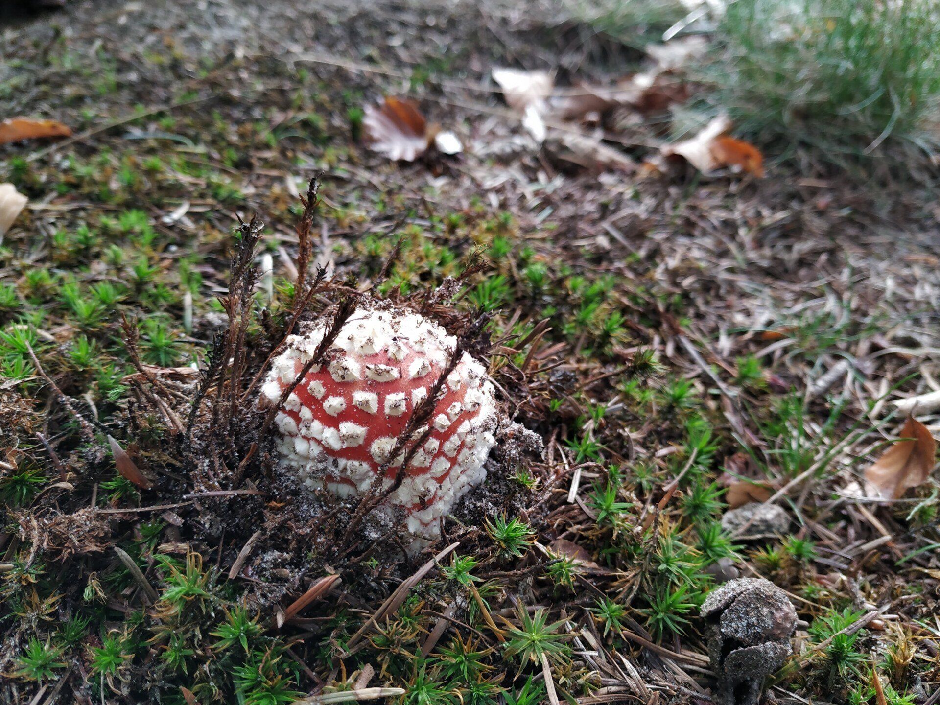 Een rood-wit gevlekte paddenstoel.