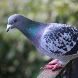 Bird control