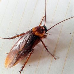 Cockroach control