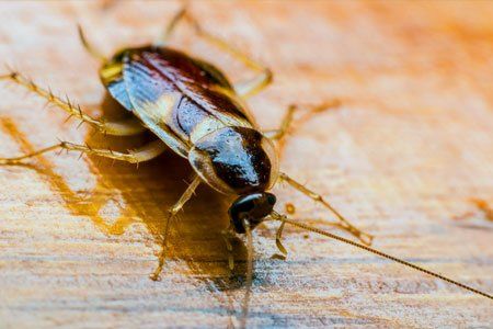Cockroach