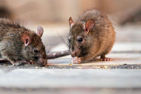 rats