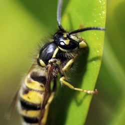 Wasp control