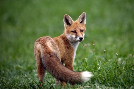 Fox