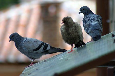 Pigeon