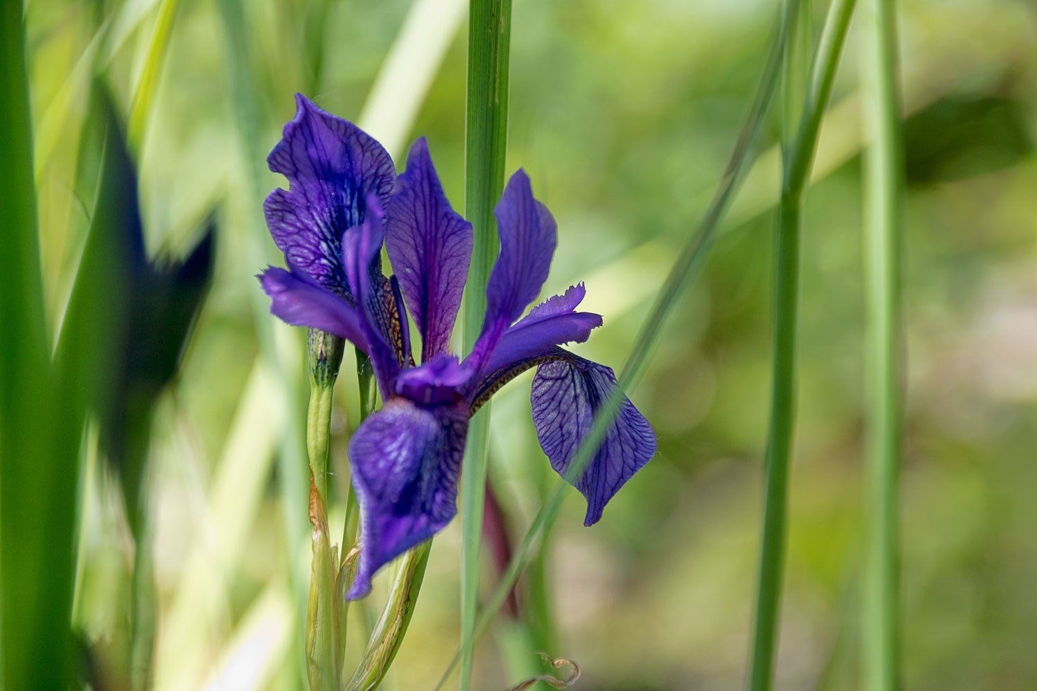 © Jacqueline Louter | Botanical Garden Delft TU