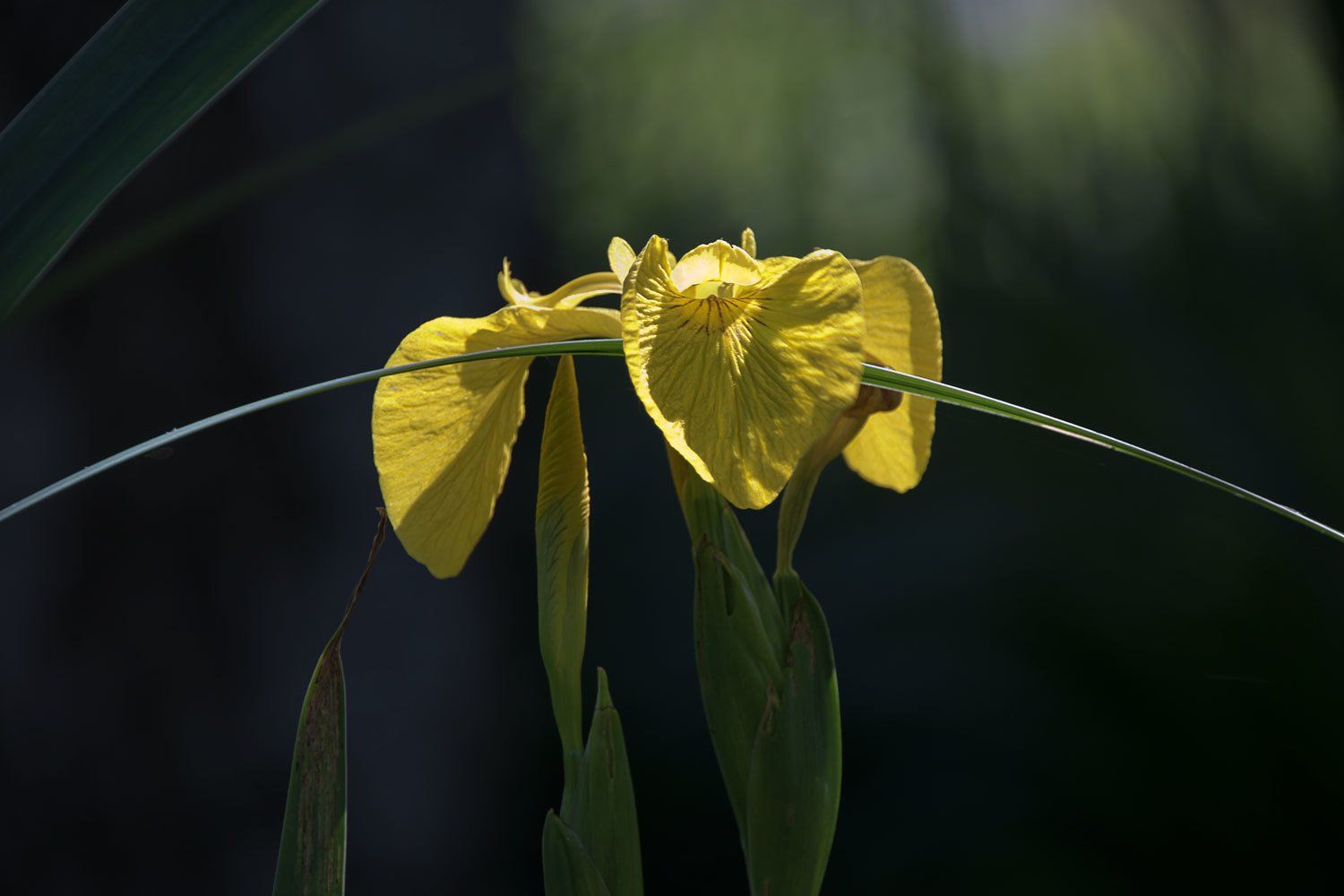 © Jacqueline Louter | Botanical Garden Delft TU