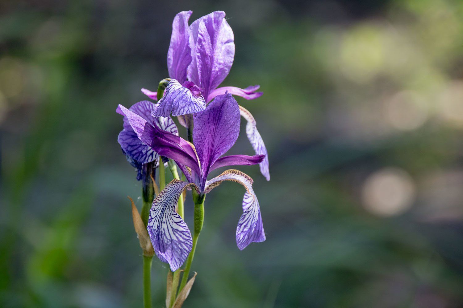 © Jacqueline Louter | Botanical Garden Delft TU