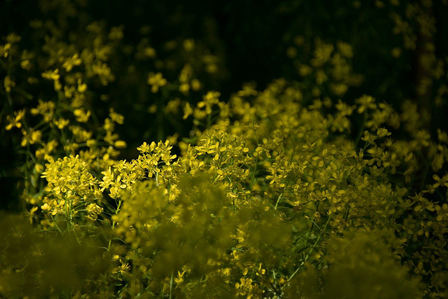 © Jacqueline Louter | Botanical Garden Delft TU