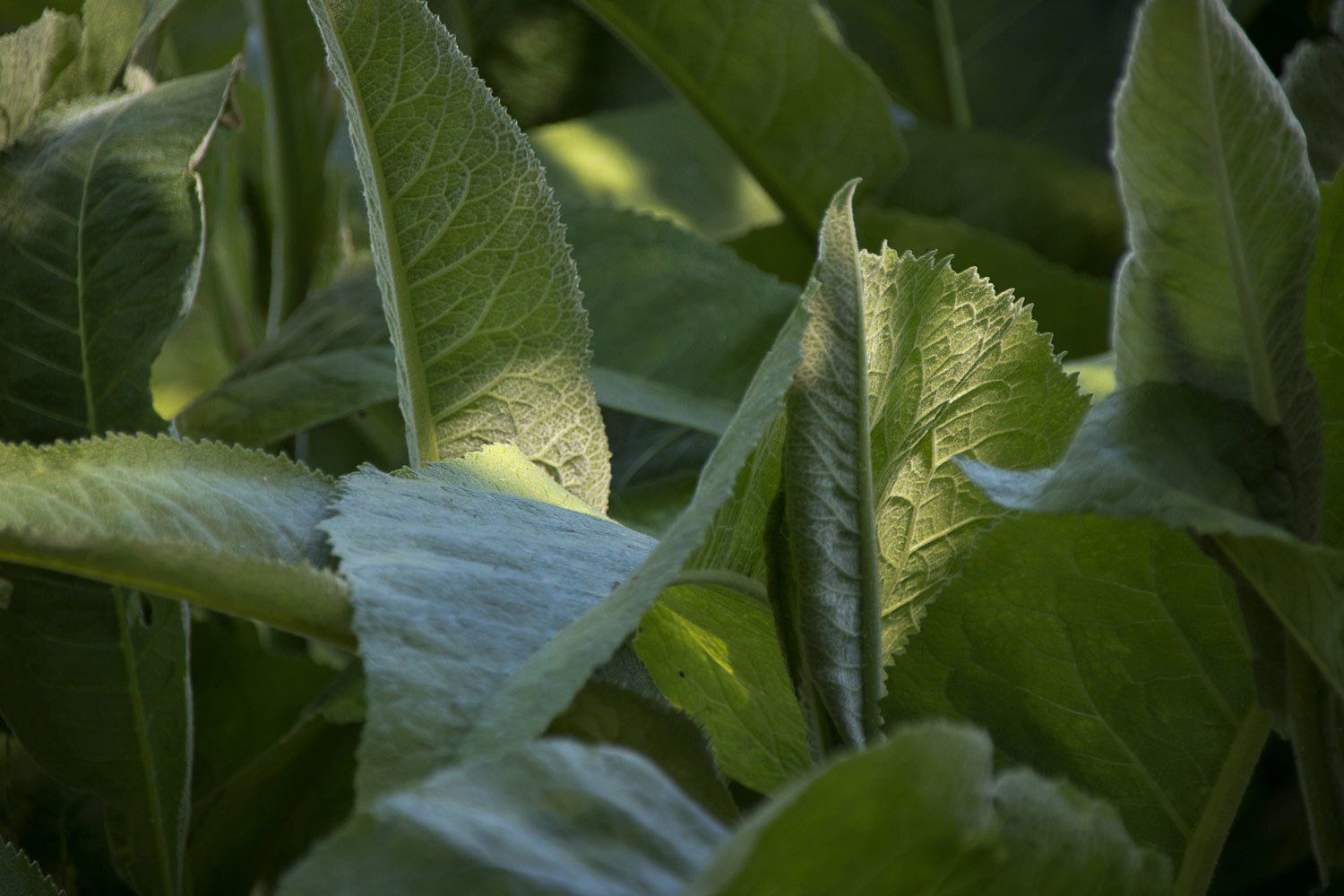 © Jacqueline Louter | Botanical Garden Delft TU