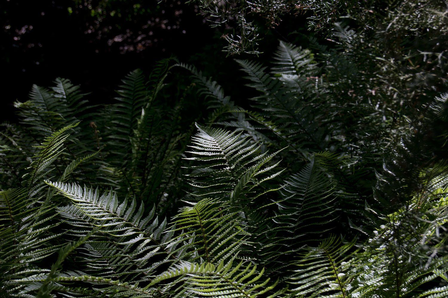 © Jacqueline Louter | Botanical Garden Delft TU