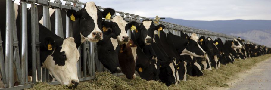 Stock feeds for cattle in Dandenong