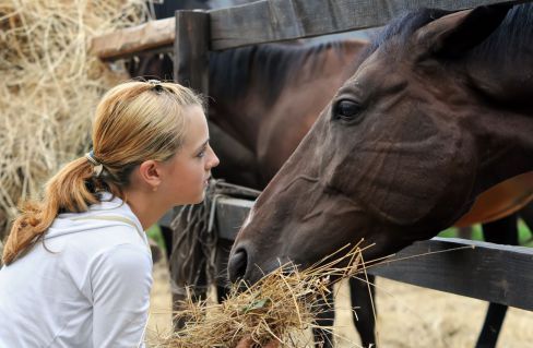 Stock feeds for horses in Dandenong