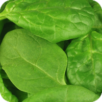 Spinach — Sunnyside, WA — Yakima Valley Chiropractic Center
