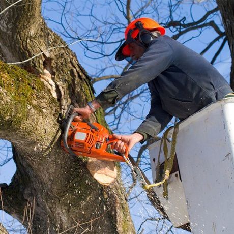 Tree surgery