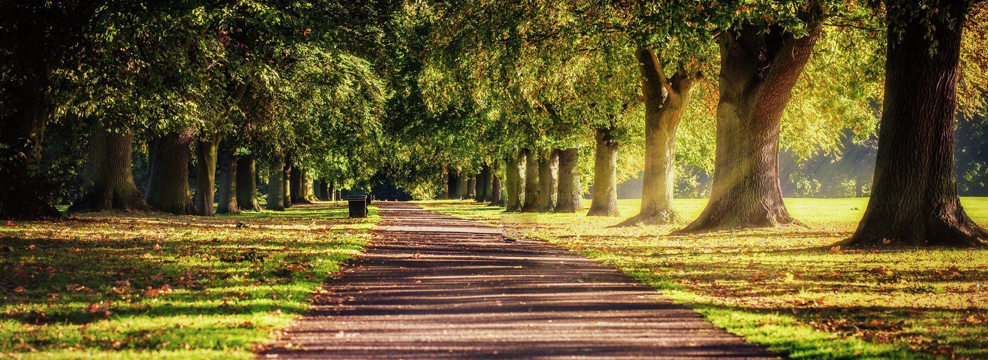 Trees