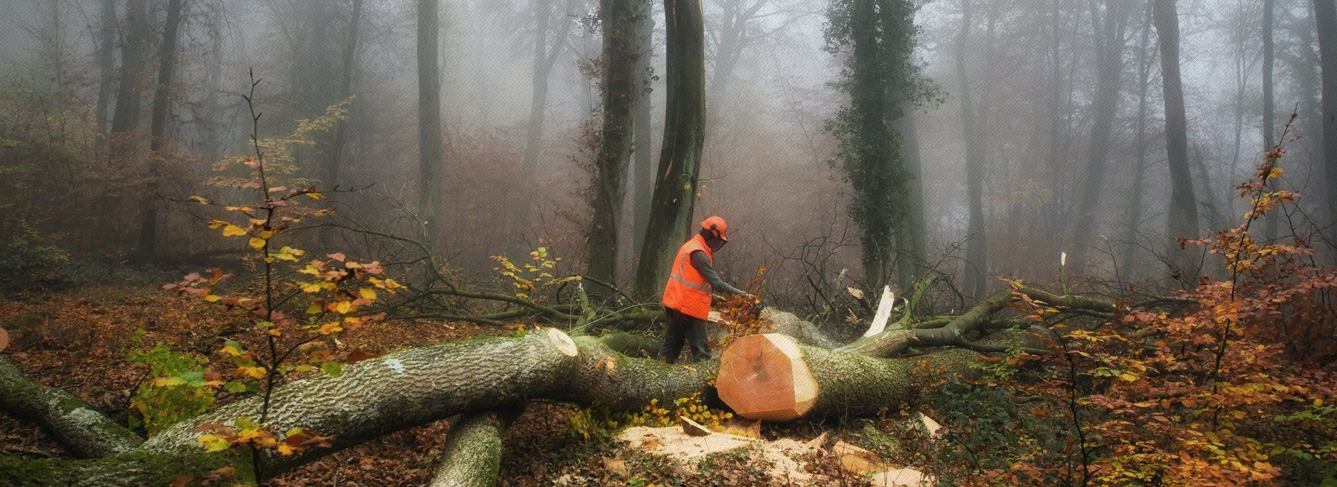 tree cutting