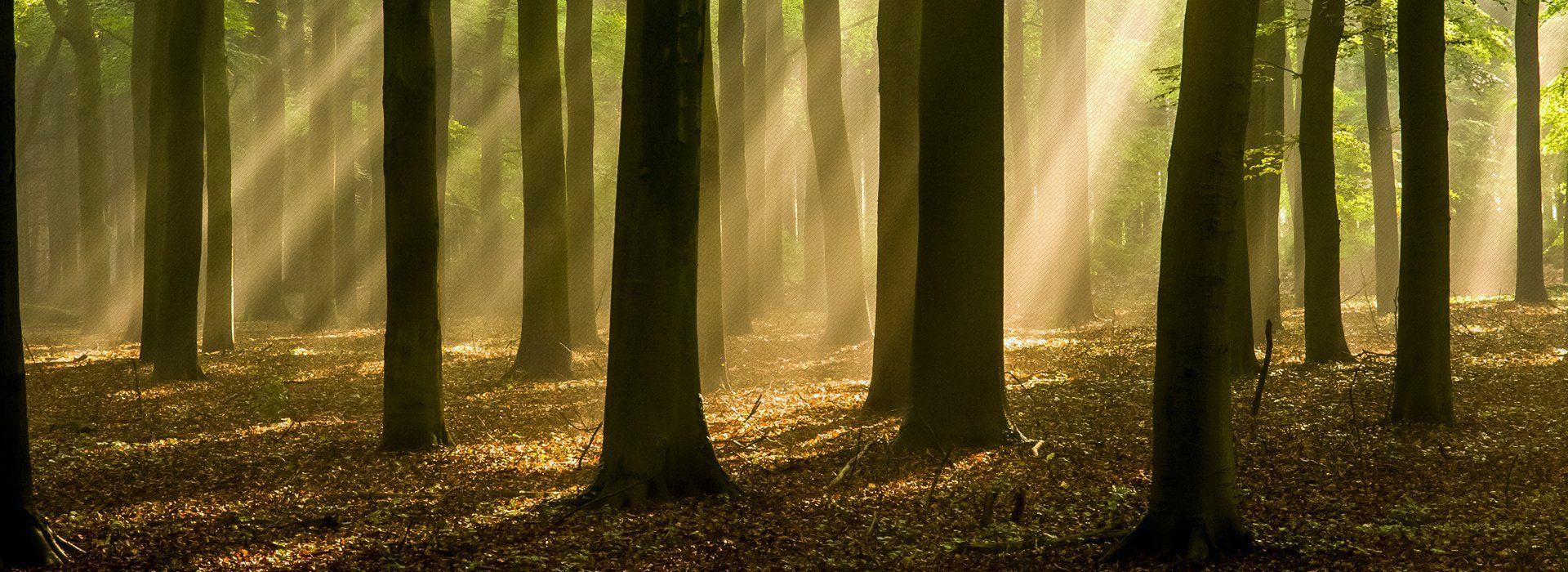 trees