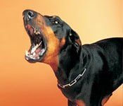 Angry dog - Law services in Sterling Heights Angry dog - Law services in Sterling Heights