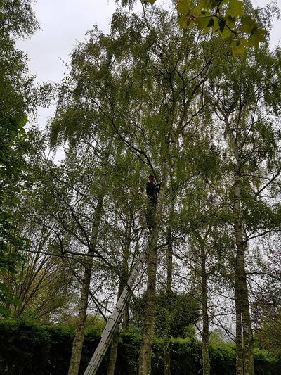 Contract gardening - Yeovil - amc services - Garden maintenance Garden maintenance