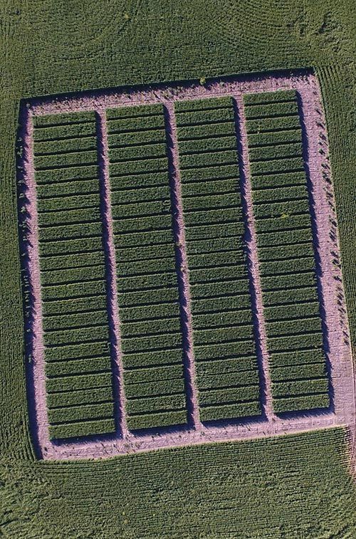 Crop from above