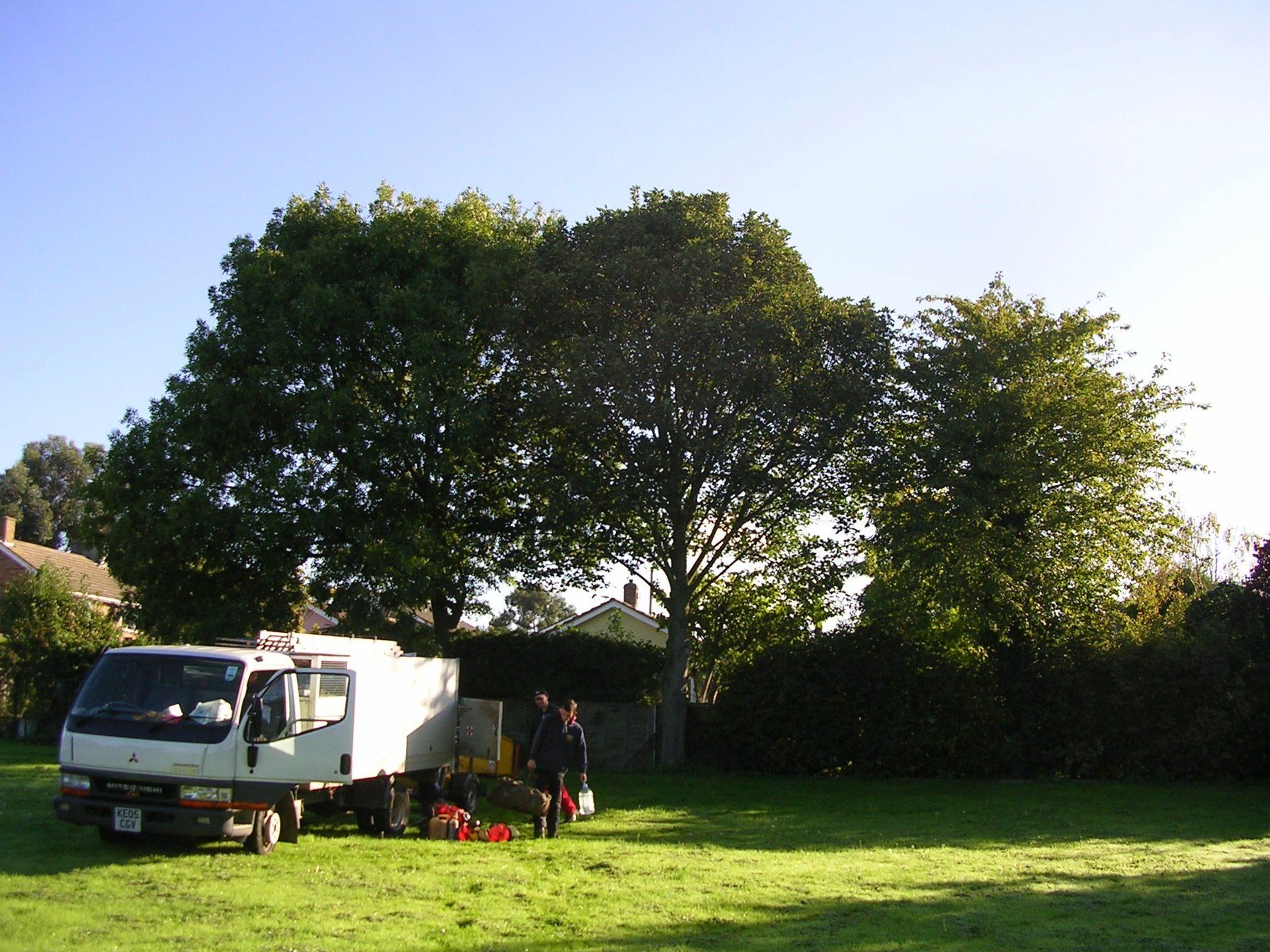 tree maintenance