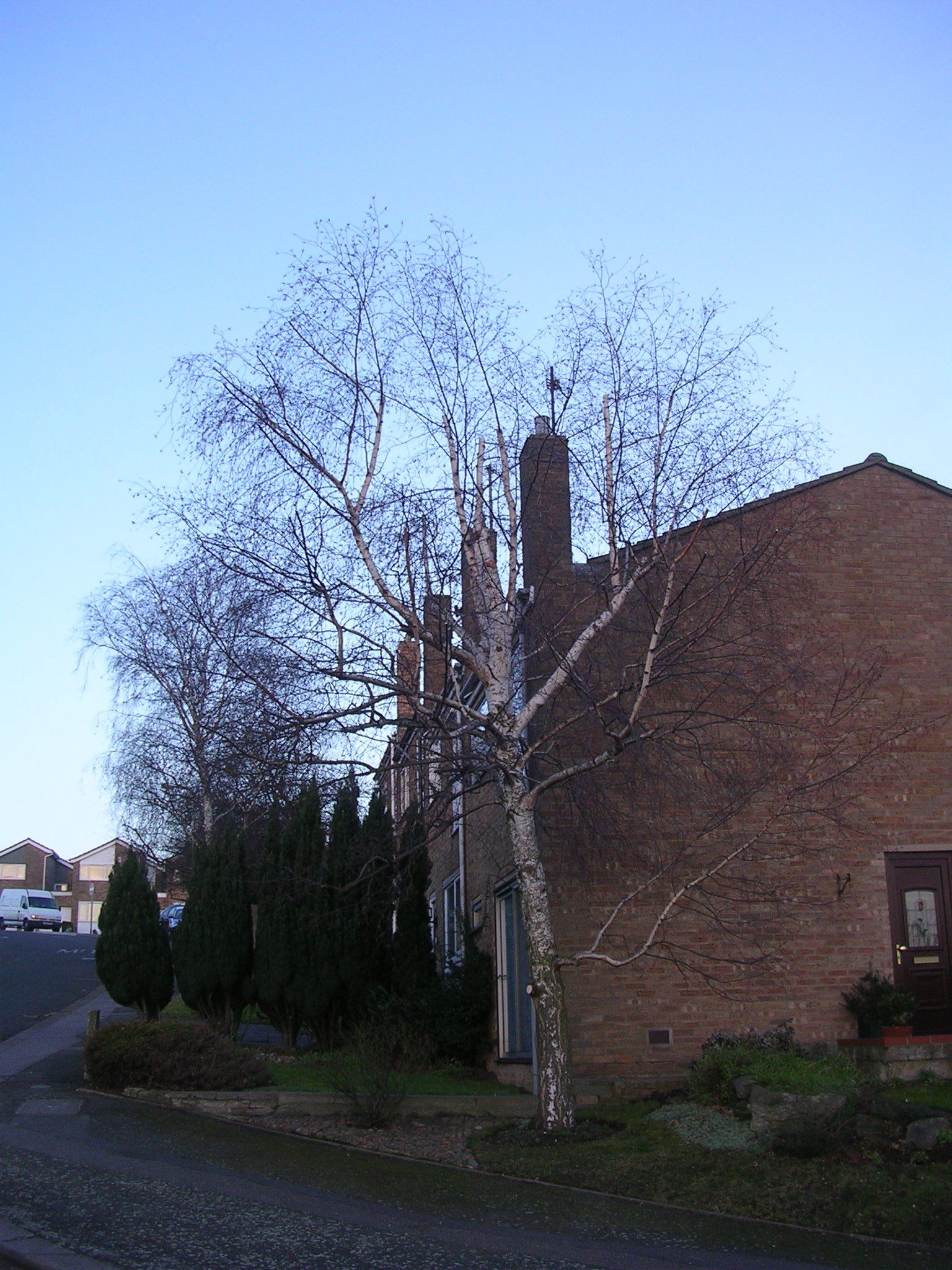 tree cutting