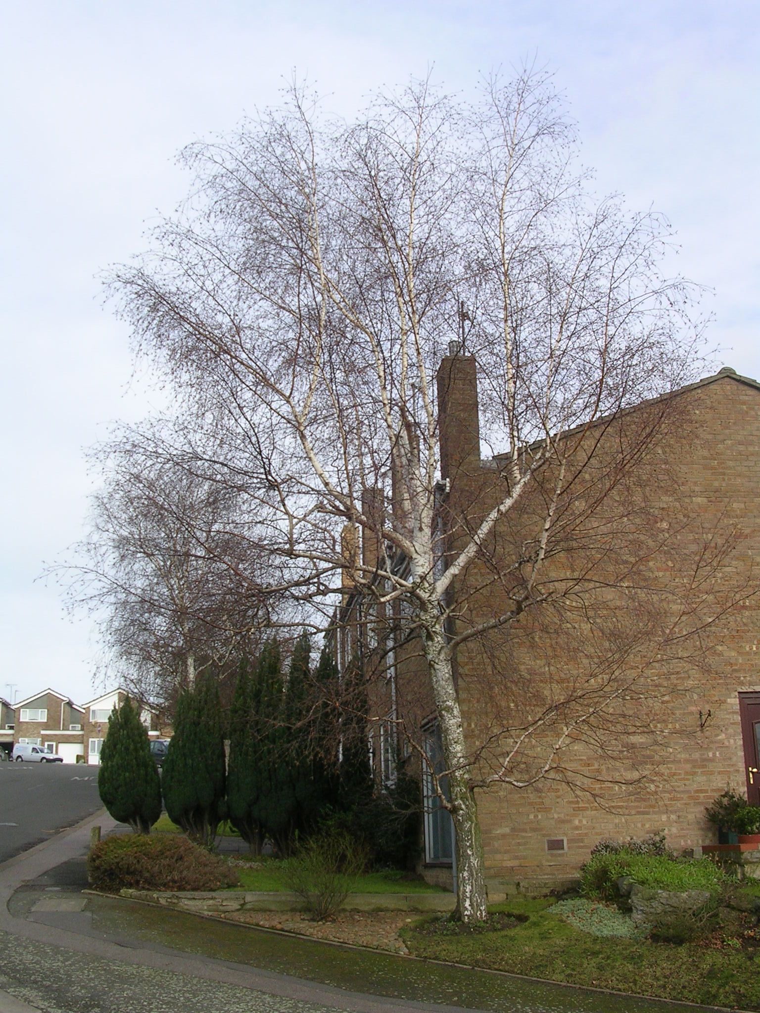 tree cutting