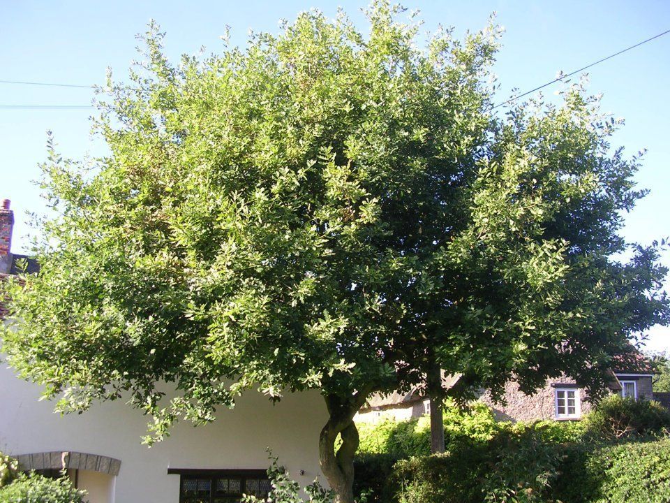tree surgery