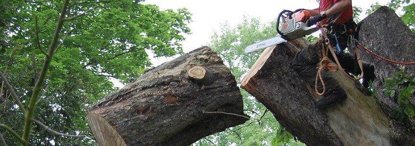 Tree Felling