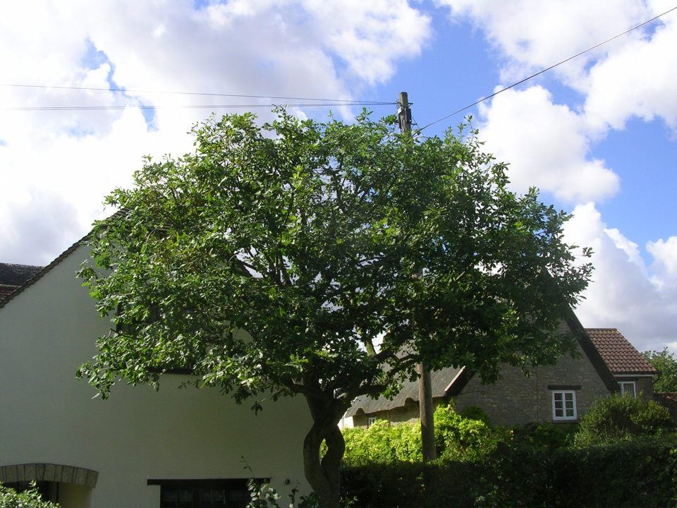 Tree Reductions