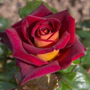rosa rossa vellutata