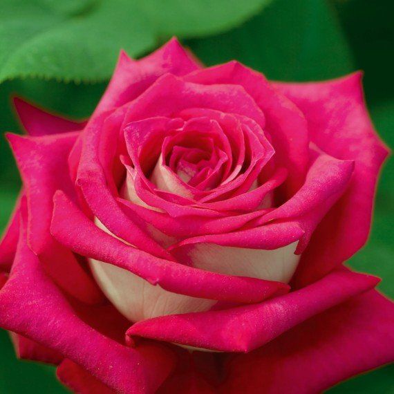 rosa bicolore