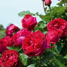 rose ad albero