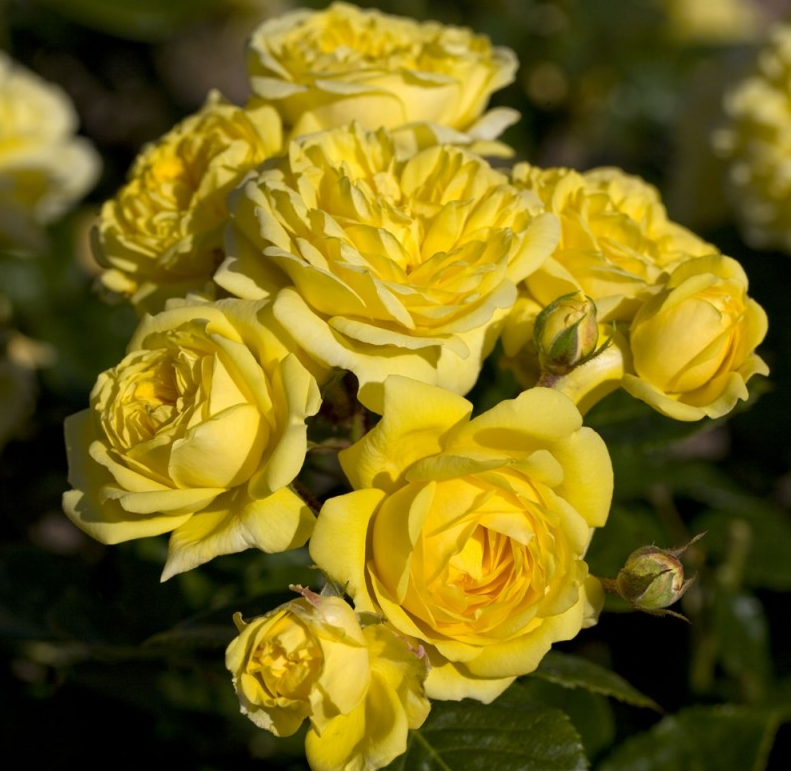 rose gialle