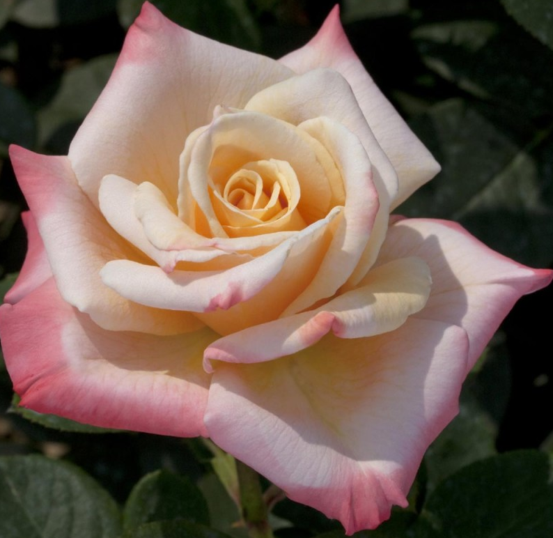 rosa da giardino