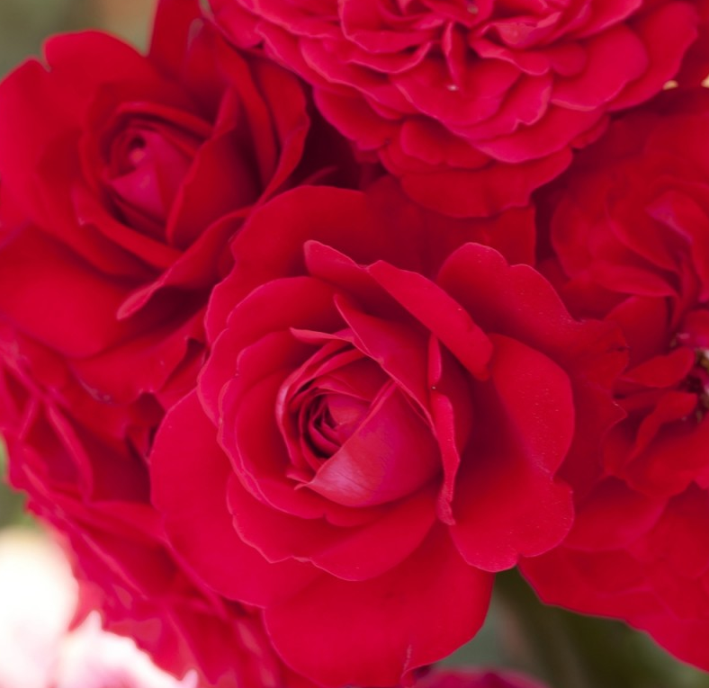 rose rosse