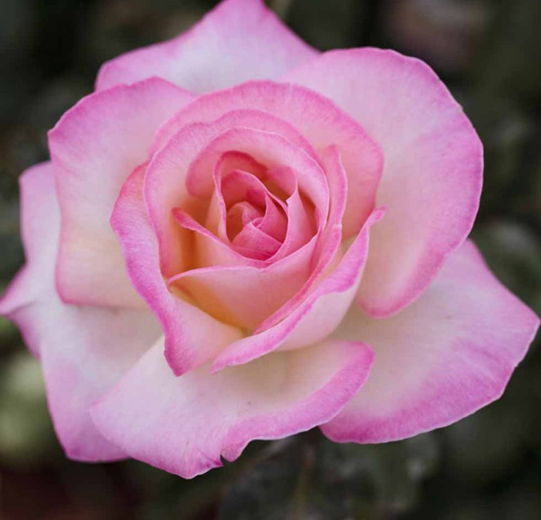 rosa da giardino