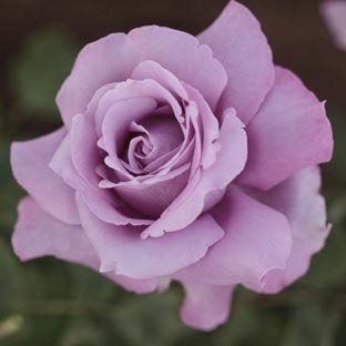 rosa viola