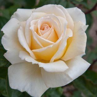rosa bianca