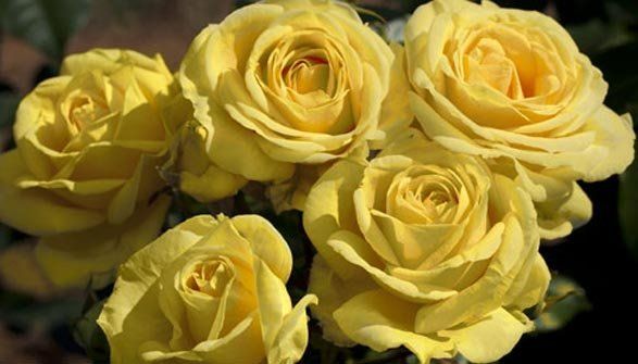 rose gialle