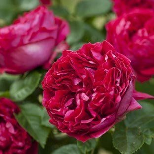 rose ad alberello