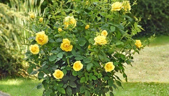 rose alberello