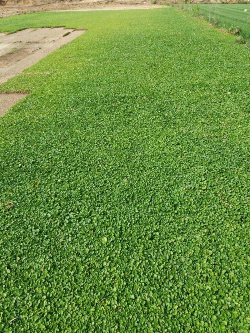 lavori di giardinaggio