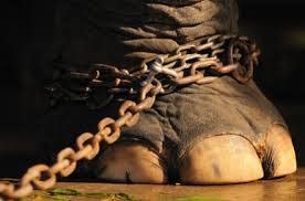 Elephant's foot chained with a rusty metal chain.